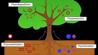 Phytoremediation  Wikipedia audio article [upl. by Ylrebmi]