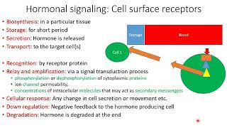 Hormones First Second Messengers Mechanism Types Receptors  Lecture 12 [upl. by Gabriel736]