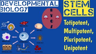 What is Stem cells in BengaliStem cell typesWhat is totipotent stem cell and pluripotent stem cell [upl. by Oaht]