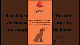 What is Cyanosis in Pets [upl. by Belldame]