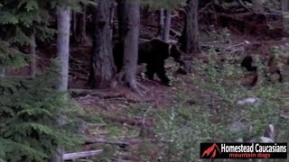 Caucasian Ovcharka chases grizzly bear out of our yard [upl. by Muir]