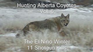 Hunting Alberta Coyotes Vol 6  11 Shotgun Kills [upl. by Yrallam]