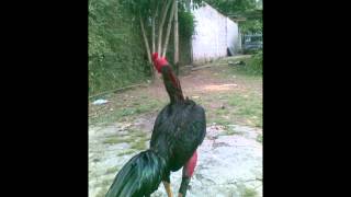 Mi Gallo Negro El Gaucho [upl. by Ydok]