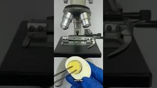 microscopy test egg🔬🥚ഇത് നിങ്ങൾ 🤢 microscope test fish shortvideo viralvideo [upl. by Ateiluj]