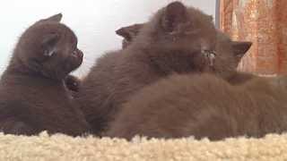 Amazing British Shorthair kittens  Rare colors Chocolate and Cinnamon available [upl. by Tarabar834]