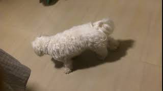 maltese dog coughing nonstop [upl. by Slaohcin]