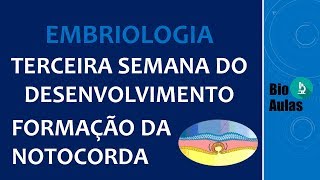 Formação da Notocorda Canal Notocordal  Terceira Semana do Desenvolvimento Embriologia [upl. by Inod]