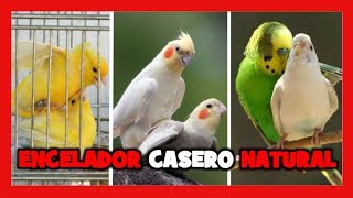 COMO ENCELAR A LOS CANARIOS 🐤 ENCELADOR CASERO PARA PAJAROS [upl. by Angele]