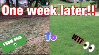 Bermuda Lawn Update Rye Grass killed my Lawn Urban Farm and Lesco 24011 Saved my Lawn [upl. by Hinckley]