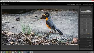 Bird Photography Post Processing in lightroom 5 [upl. by Cartie]