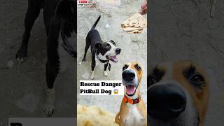 Rescue Danger PitBull Dog 😱  minivlog [upl. by Lalib921]