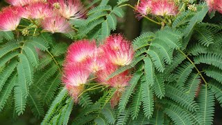 Starting Albizia Julibrissin Bonsai From Seed pt 1 [upl. by Susette]