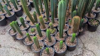 Trichocereus WalkAround 2 [upl. by Nylear]