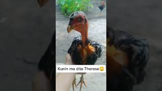 Dalok dalok ka Manok🙄 pbbtherese funny funnyshorts forfun [upl. by Ahseyd950]