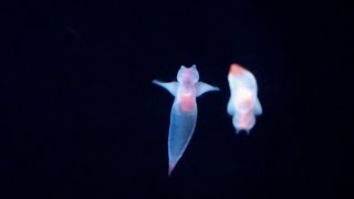 Sea Butterflies in Danger  NOVA [upl. by Lein910]