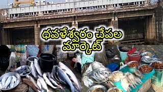 Godavari River Fish Market  Davaleswaram  Cotton Barrage  Rajamundry [upl. by Wiggins]