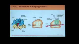 Biology Help BIO 123 Chapter 10 Part 1 Transcription and Translation [upl. by Conners74]