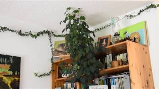 How I take care of grape ivy plant Cissus rhombifolia [upl. by Ailin]