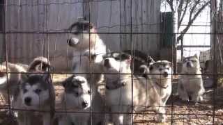 alaskan malamute puppies howling [upl. by Domenech]