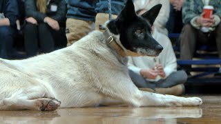 Iditarod Musher Wade Marrs Visits St Francis School in Brainerd [upl. by Gnoh434]