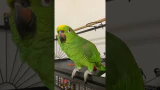 PAPPAGALLO PARLANTE MIRTILLO pappagallo pappagalloparlante parrots funny canzoniperbambini [upl. by Ytsihc964]