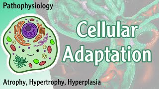 Pathophysiology  Cellular Adaptation  Atrophy Hypertrophy Hyperplasia Hani Laith شرح [upl. by Ekaterina]