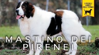 MASTINO DEI PIRENEI trailer documentario [upl. by Wren]