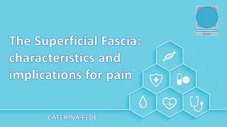 The Superficial Fascia its characteristics and implications for pain [upl. by Anelav]