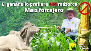 Maíz forrajero SIN MAZORCA para producir MÁS carne y leche [upl. by Hayarahs]