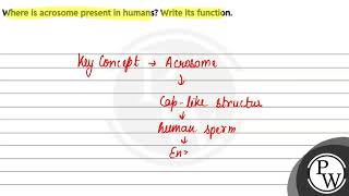 Where is acrosome present in humans Write its function [upl. by Adnawot]