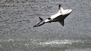 Spinner Sharks Jumping FYV [upl. by Syramad]