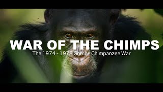 World War Chimp  The Brutal 1974  1978 Gombe Chimpanzee War Documentary [upl. by Enecnarf40]