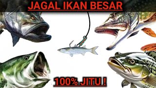 Teknik Memancing Ikan Besar yang Tidak Semua Pemancing Tau  Rangkaian pancing [upl. by Nevad650]