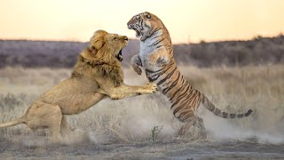 Lion VS Tiger  Who will win in a fight [upl. by Riedel51]