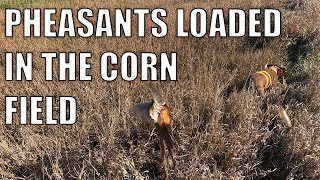 PHEASANTS LOADED IN THE CORN FIELDS  CATCH amp COOK [upl. by Mauldon]