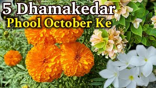 5 पौधों से अभी अक्टूबर में गार्डन भर गया है फूलों से Best 5 Plants for October Garden Overview [upl. by Buehler]