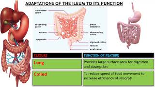 Adaptations of ileum to its functions [upl. by Azar]