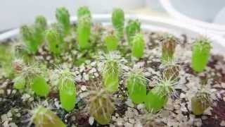 Cactus Seedlings  Trichocereus peruvianus  3 months update [upl. by Olgnaed]