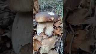 Beautiful mushrooms from Eastern Europe funghi porcini boletus grzyby гриби [upl. by Alboran]