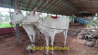 Hallikar  hallikarbullcart desicow farming cow agriculture hallikarheifers [upl. by Hock]