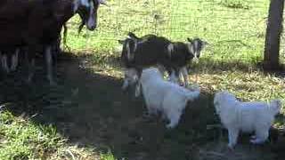 Introducing maremma sheepdog puppies to livestock [upl. by Nwahsid170]