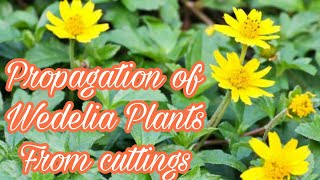 How to grow wedelia plants from cuttings [upl. by Starr209]