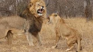 Brutal fight How male lion attack female lion will shock you [upl. by Egwin]