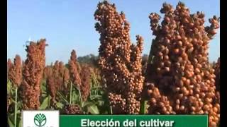 Claves del Sorgo en 4 minutos [upl. by Leval338]