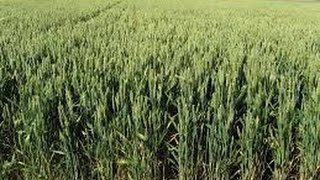 Singularidades Del Proceso De Ensilaje De La Avena Forrajera  TvAgro por Juan Gonzalo Angel [upl. by Loginov]