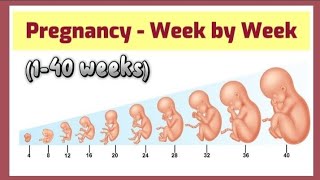 Pregnancy week by week  140 weeks fetal development [upl. by Akina]