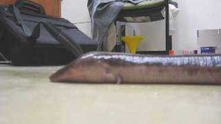 Live Amphiuma Walking [upl. by Ciredec]