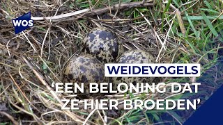 Weidevogels keren terug in Nederland [upl. by Lenwood476]