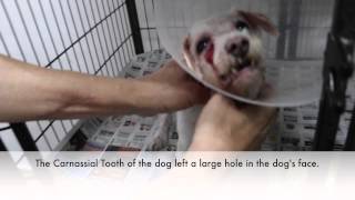 Final Video Carnassial Tooth Abcess in a 13yearold Dog [upl. by Nitsew]