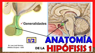 🥇 Anatomía de la HIPÓFISIS 12 Glándula Pituitaria ¡Explicación Sencilla [upl. by Elraet]